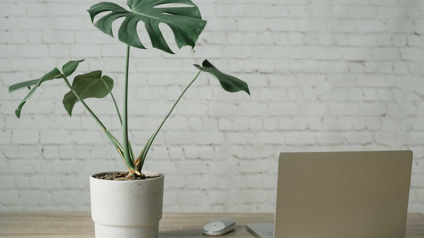 Using Decorative Plants in the Workplace