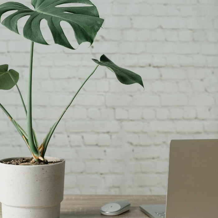 Using Decorative Plants in the Workplace